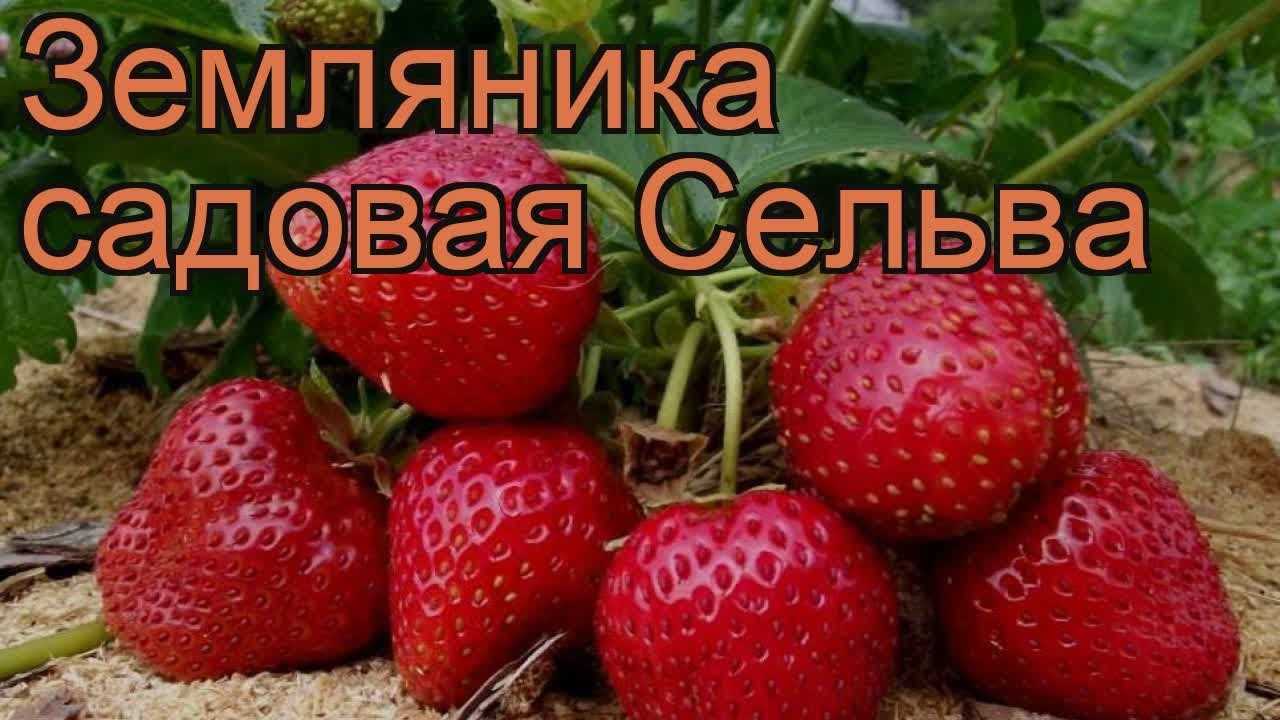 Клубника сельва описание сорта фото отзывы садоводов Клубника сорт сельва - описание, посадка, уход, отзывы