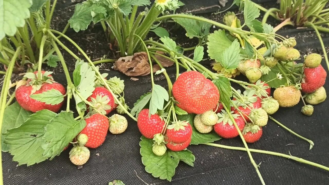 Клубника сенсация описание фото Сорт земляники Сенсация в Омске! 16.06.2020г. - YouTube