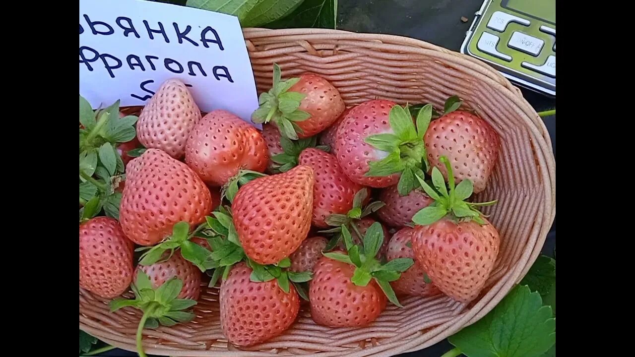 Клубника швед описание сорта фото БЬЯНКА ФРАГОЛА -королева белоплодных сортов клубники. - YouTube