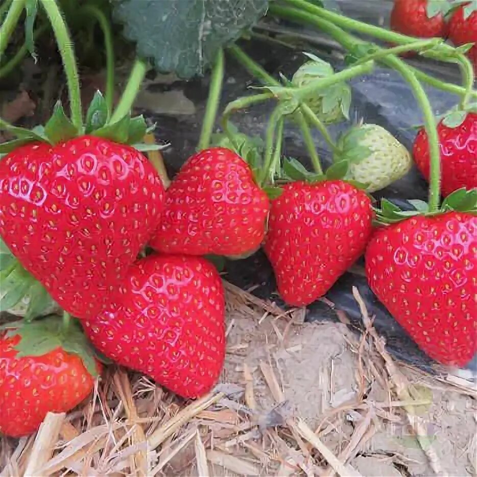 Клубника сибилла фото Саженцы Земляника Талия (Fragaria Talia) купить в Москве по низкой цене из питом