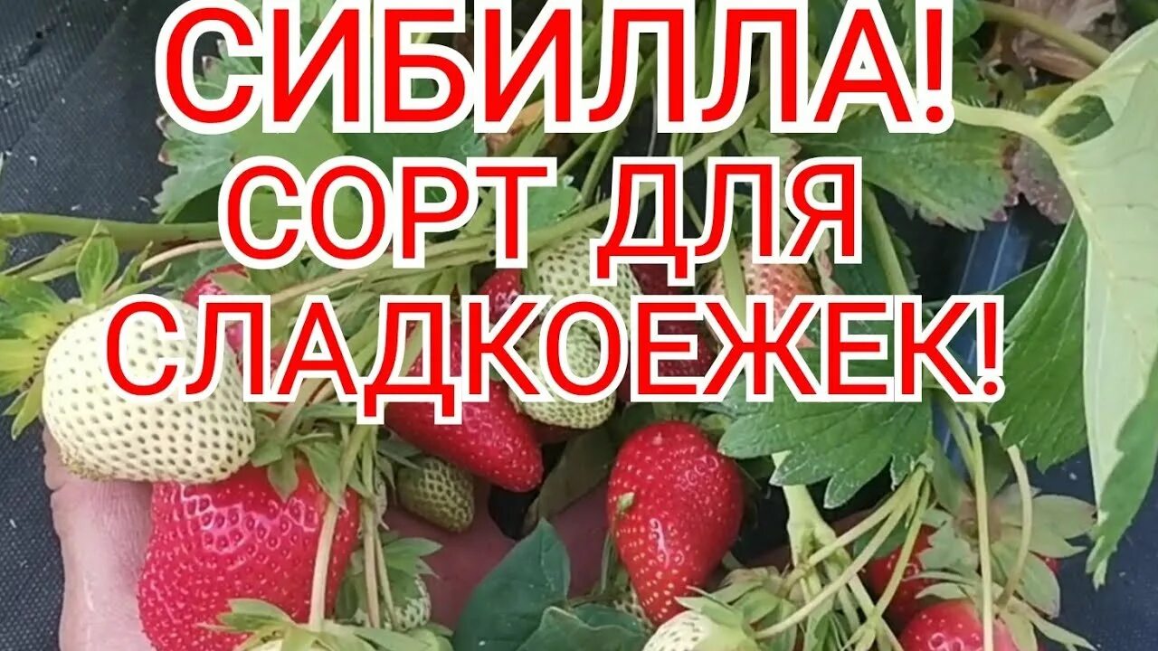 Клубника сибилла фото Клубника, суперсладкий сорт, СИБИЛЛА! /Теплый, КАВКАЗ! - YouTube