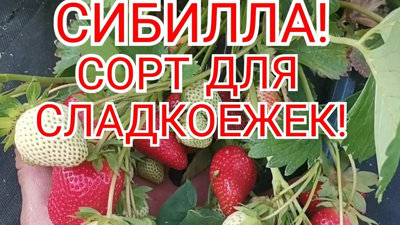 Клубника сибилла описание отзывы фото Клубника, суперсладкий сорт, СИБИЛЛА! /Теплый, КАВКАЗ! - YouTube