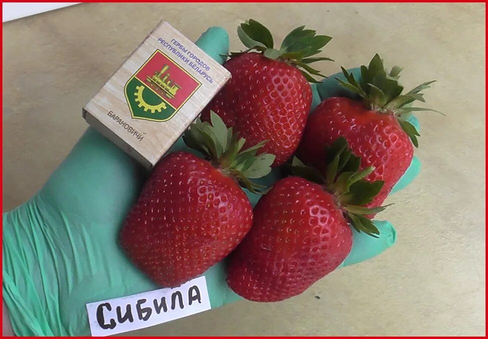 Клубника сибилла описание отзывы фото Сибилла: Фотографии сорта земляники Планета земля Фотогалерея природы на dia-log