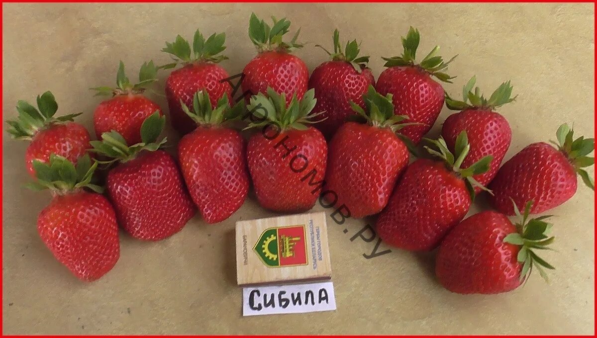 Клубника сибилла описание отзывы фото Земляника садовая Сибилла - купить рассаду с доставкой в Москве и области, цена 