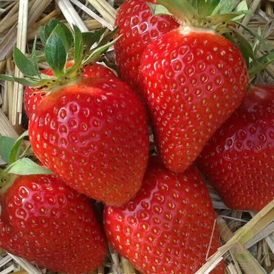 Клубника сибилла описание отзывы фото Саженцы Земляника Сибилла (Fragaria Sibilla) купить в Москве по низкой цене из п