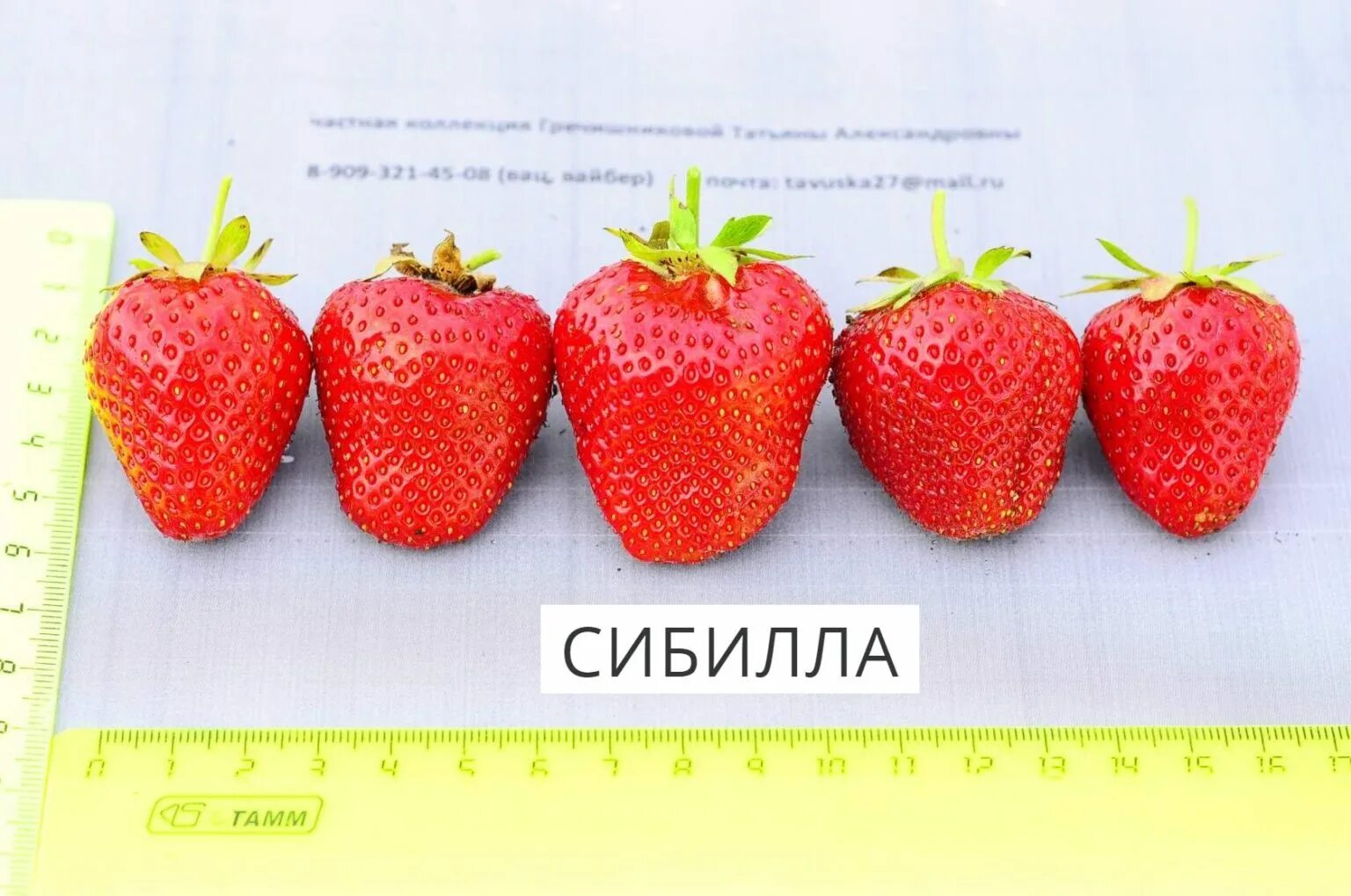 Клубника сибилла описание отзывы фото Клубника № 69 - Интернет магазин Татьяны Гречишниковой