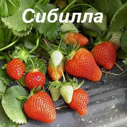 Клубника сибилла описание отзывы фото Клубника сезонная Сибилла /кратно 64 купить Фазенда Сибири