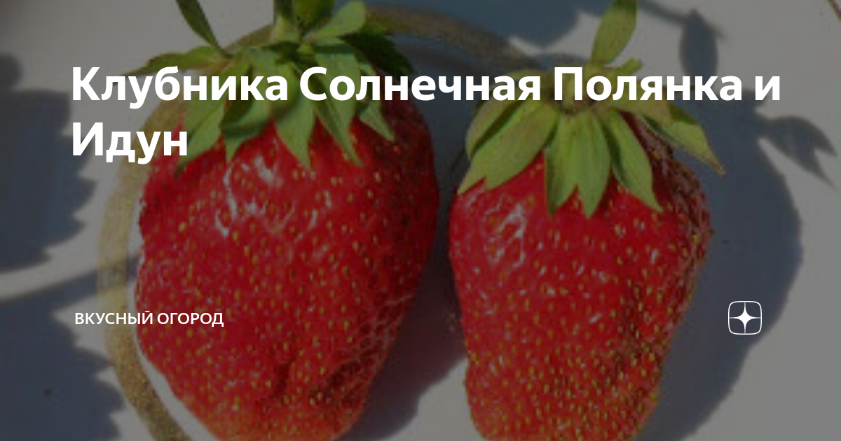 Клубника солнечная полянка фото Клубника Солнечная Полянка и Идун ВКУСНЫЙ ОГОРОД Дзен