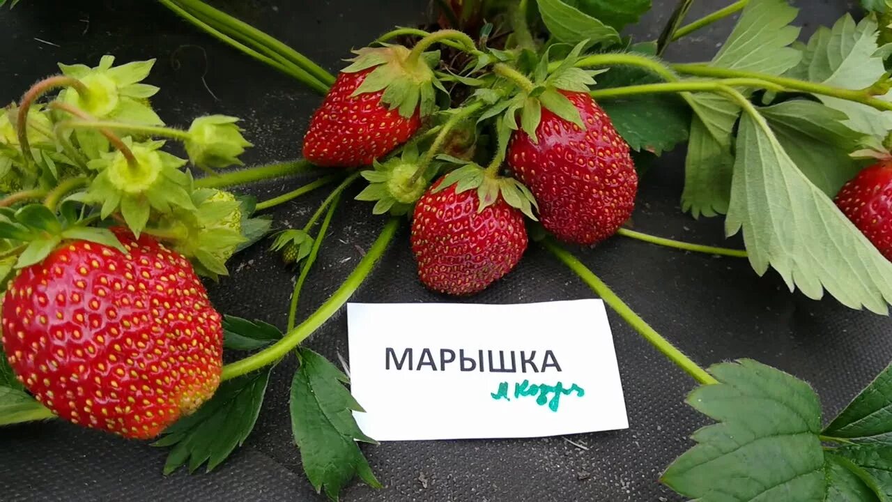 Клубника соловушка описание сорта фото отзывы садоводов Марышка садовая крупноплодная земляника - YouTube
