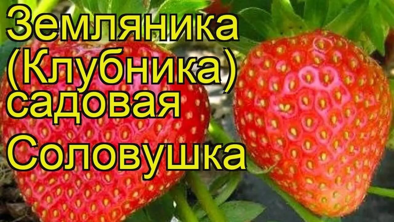 Клубника соловушка описание сорта фото отзывы садоводов Земляника садовая Соловушка (Solovushka). Краткий обзор, описание характеристик,