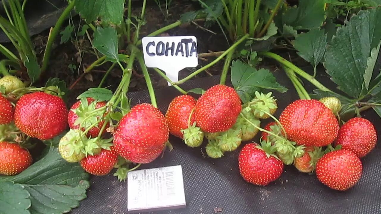 Клубника соната фото отзывы садоводов Земляника крупноплодная Соната кассета 6шт ОСП в Москве и области - купить по ни