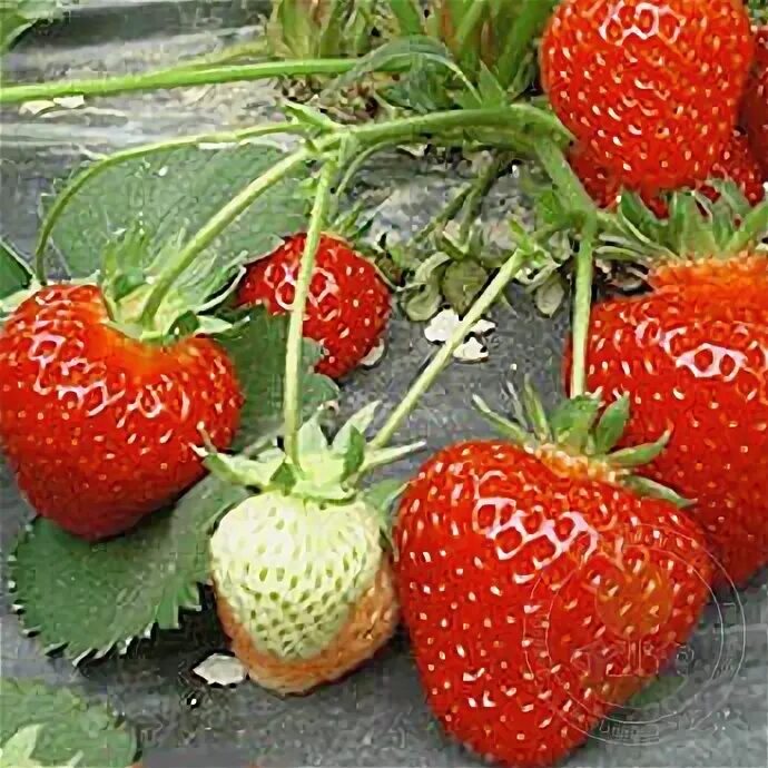 Клубника соната фото отзывы садоводов Саженцы Земляника Соната (Fragaria Sonata) купить в Москве по низкой цене из пит