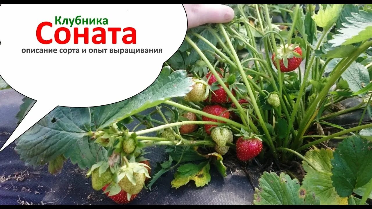 Клубника соната фото отзывы садоводов Соната - описание сорта клубники, преимущества и недостатки - YouTube