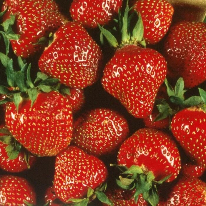 Клубника сорт африка фото Strawberry 'Quinault' Everbearing/Day Length Neutral Everbearing strawberries, S