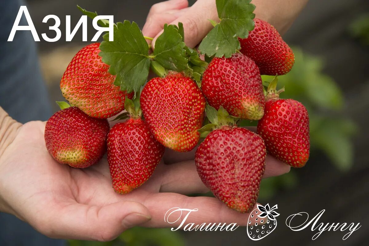 Клубника сорт азия фото Клубника азия описание сорта отзывы садоводов: найдено 83 изображений