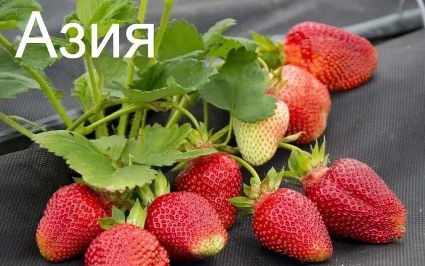 Клубника сорт азия фото Клубника азия описание сорта фото отзывы