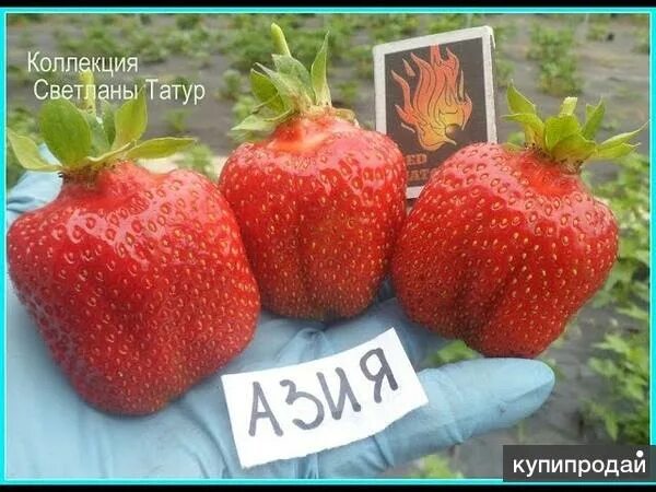 Клубника сорт азия фото Рассада земляники крупноплодной. в Бийске