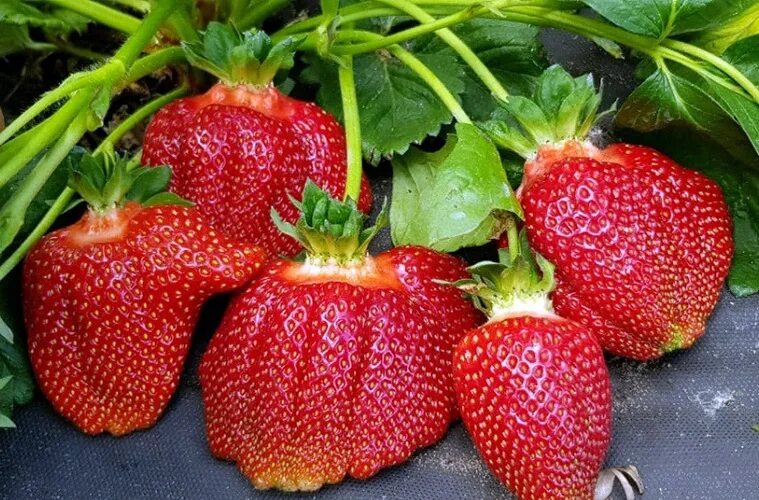 Клубника сорт азия фото Купить саженцы Клубника Азия в питомнике. Для сорта Клубника Азия есть описание,