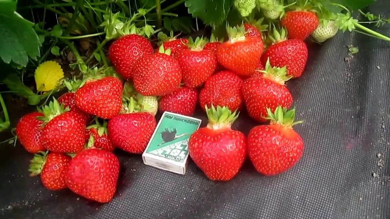 Клубника сорт азия фото Клубника сорт Азия - YouTube