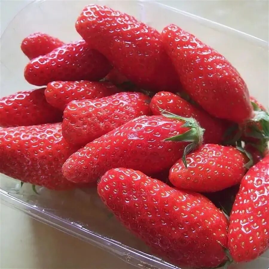 Клубника сорт гаригуэтта фото Клубника Гаригуэтта - Купить по выгодной цене с доставкой в-интернет магазине Ин