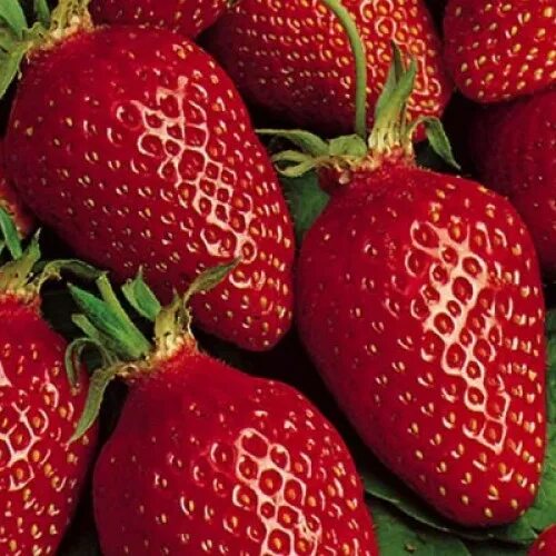 Клубника сорт гаригуэтта фото Земляника (клубника) садовая Гаригуэтта купить с доставкой в интернет-магазине Ч