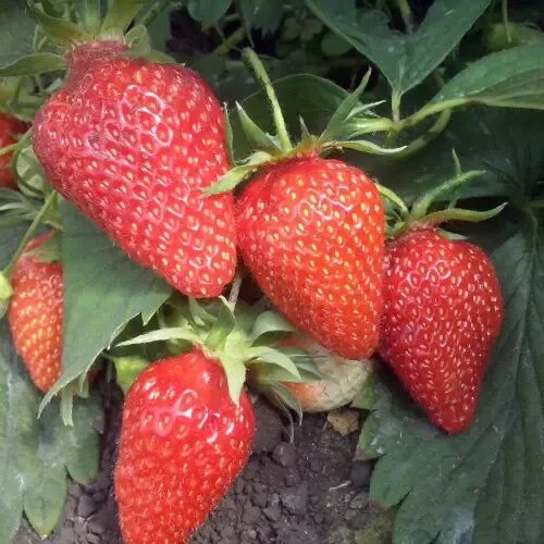 Клубника сорт гаригуэтта фото Земляника садовая Гаригуэтта - купить в садовом центре Gardenstreet