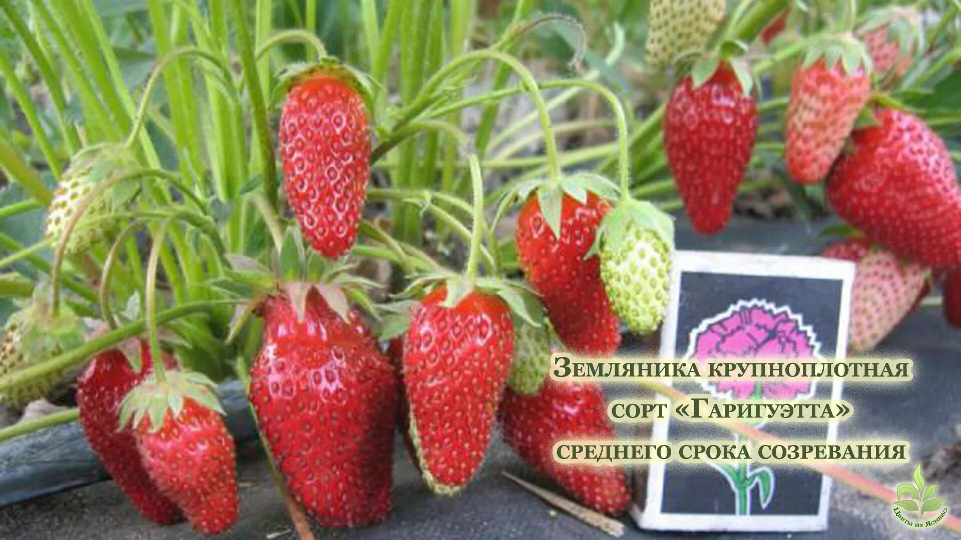 Клубника сорт гаригуэтта фото Земляника Квики (фото) - все о сорте земляники Квики - diymaven.ru