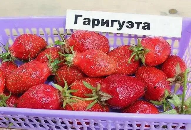 Клубника сорт гаригуэтта фото Рассада клубники "Гаригуэтта" - купить в Кирове, цена 30 руб., продано 15 мая 20