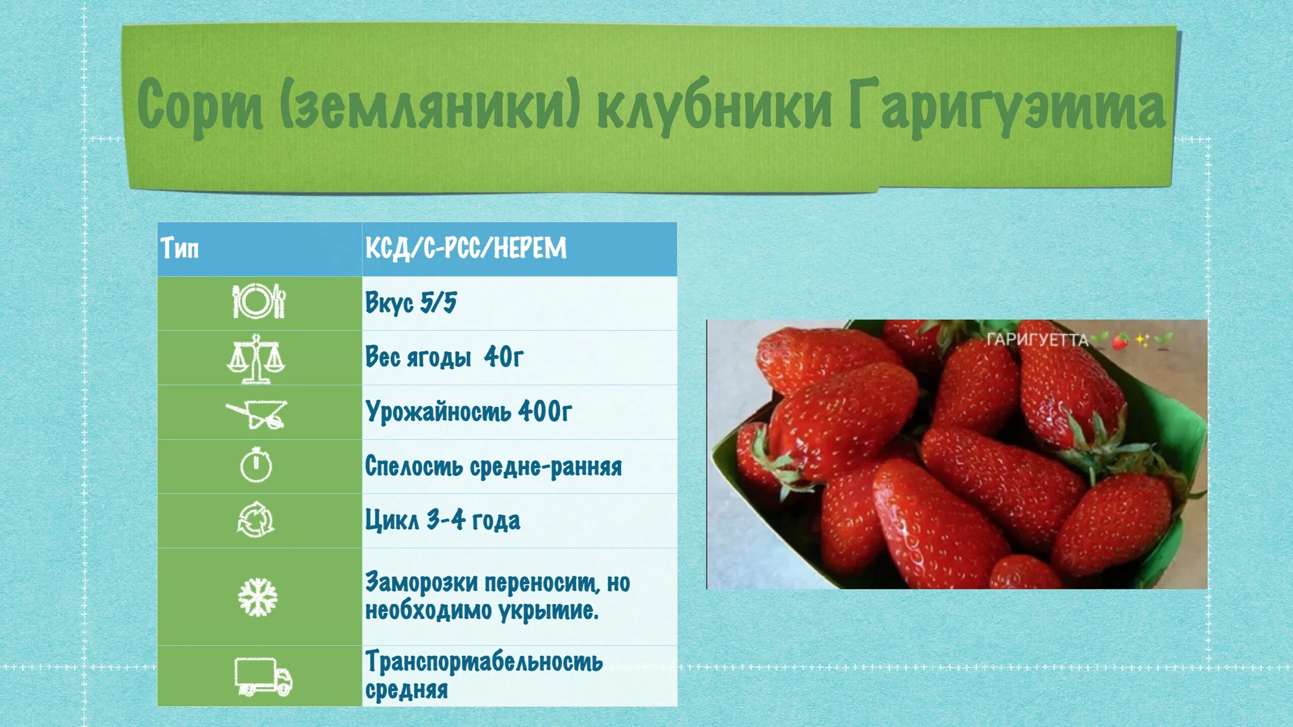 Клубника сорт гаригуэтта фото Саженец,10шт - купить с доставкой по выгодным ценам в интернет-магазине OZON (66