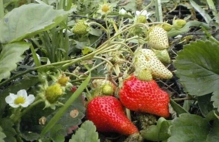Клубника сорт гаригуэтта фото Крупноплодная клубника, от которой отказалась и жалею: хочу снова посадить 3 сор