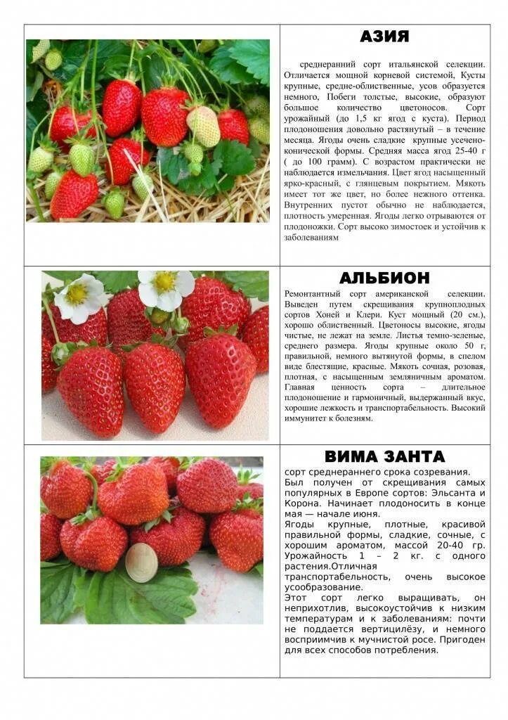 Клубника сорт портола описание сорта фото Лучшие сорта клубники - фото, описание