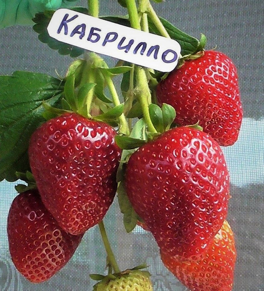 Клубника сорт портола описание сорта фото Луковицы Земляника и клубника, Клубника купить по выгодной цене в интернет-магаз
