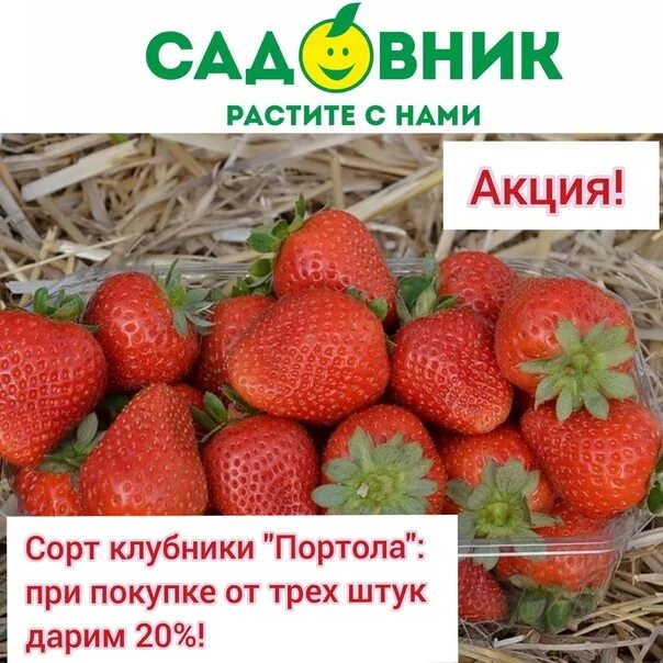 Клубника сорт портола описание сорта фото Фото КЛУБНИКА ПОРТОЛА ОПИСАНИЕ СОРТА