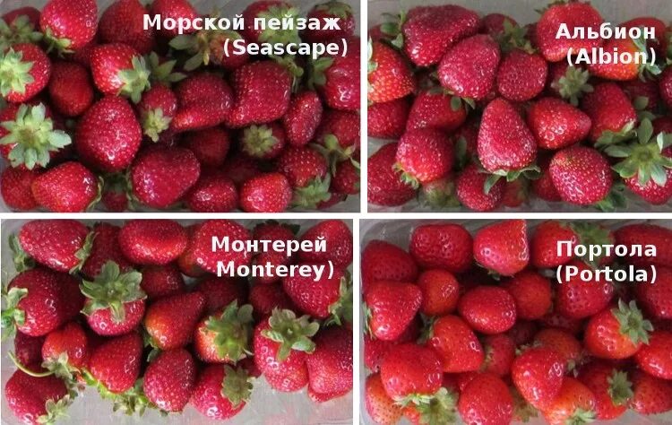 Клубника сорт портола описание сорта фото Клубника Монтерей: описание сорта, посадка и уход, размножение, отзывы с фото