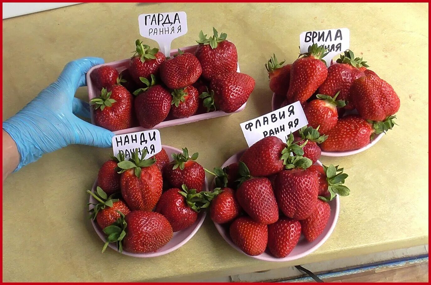 Клубника сорт портола описание сорта фото Клубника от Татур Светланы: каталог, ОТЗЫВЫ
