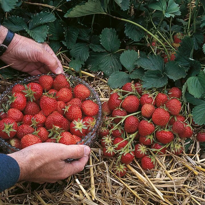 Клубника сорта эльсанта фото Strawberry Growing Guide - Suttons Gardening Grow How Strawberry, Strawberry pla