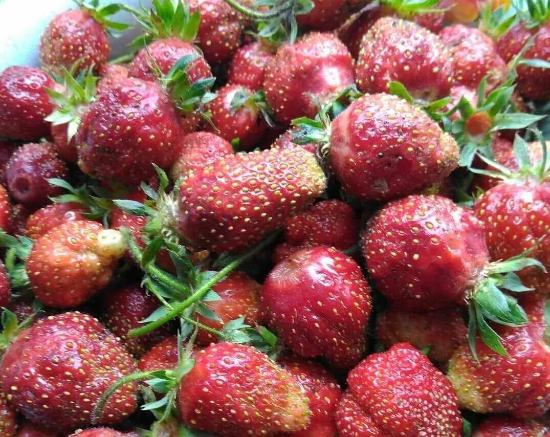 Клубника царица сорта фото отзывы Два основных сорта садовой земляники (клубники), которым я не изменяю много лет 