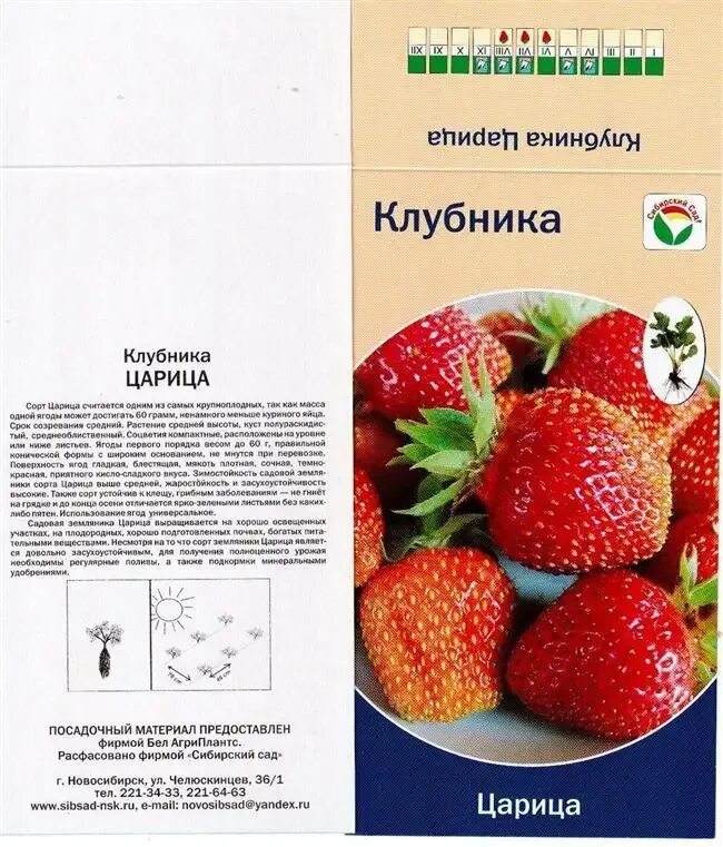 Клубника царица сорта фото отзывы Сорт клубники "царица" - описание сорта и ухода для царского урожая