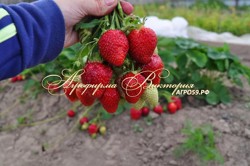 Клубника царица сорта фото отзывы Клубника "ЦАРИЦА"-описание сорта, фото, отзывы(28)