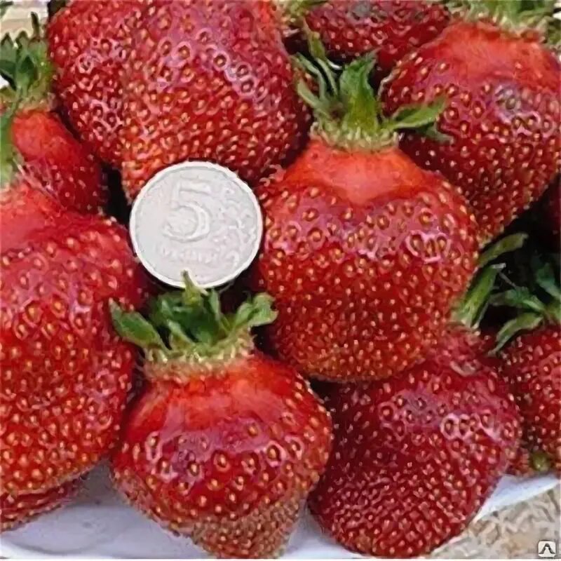 Клубника царица сорта фото отзывы Земляника садовая Царица (Fragaria) - каталог магазина, купить в питомнике расте
