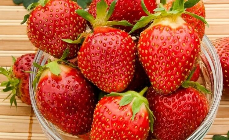 Клубника царица сорта фото отзывы Земляника садовая Царица купить в интернет магазине Ктон