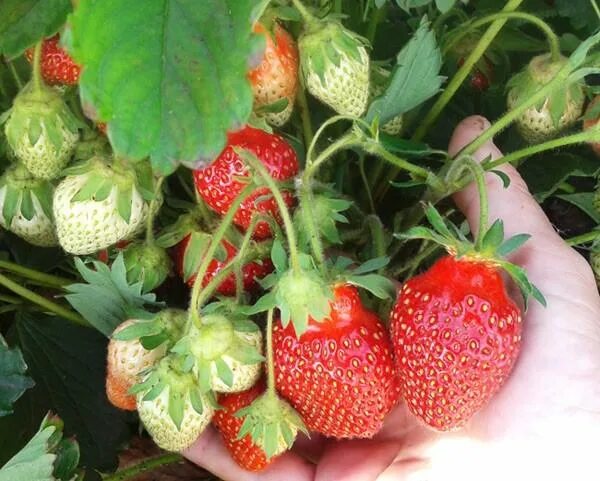 Клубника царица сорта фото отзывы Купить Земляника (клубника) "Царица" в Арзамасе "Лэндмастер52". Товары и услуги 