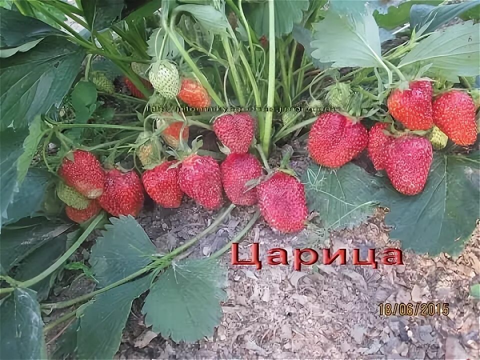 Клубника царица сорта фото отзывы Царица-сорт клубники - YouTube