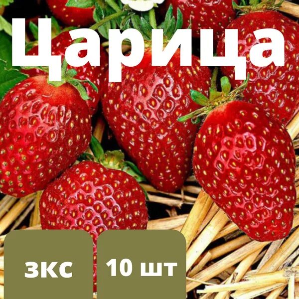 Клубника царица сорта фото отзывы Клубника "Царица" 10 штук саженцев - купить с доставкой по выгодным ценам в инте