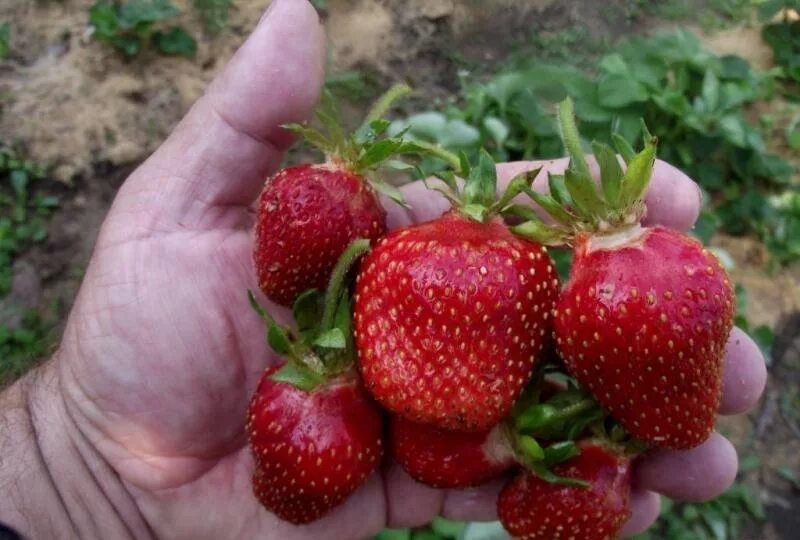 Клубника царица сорта фото отзывы Земляника садовая крупноплодная Царица Дачная Коллекция