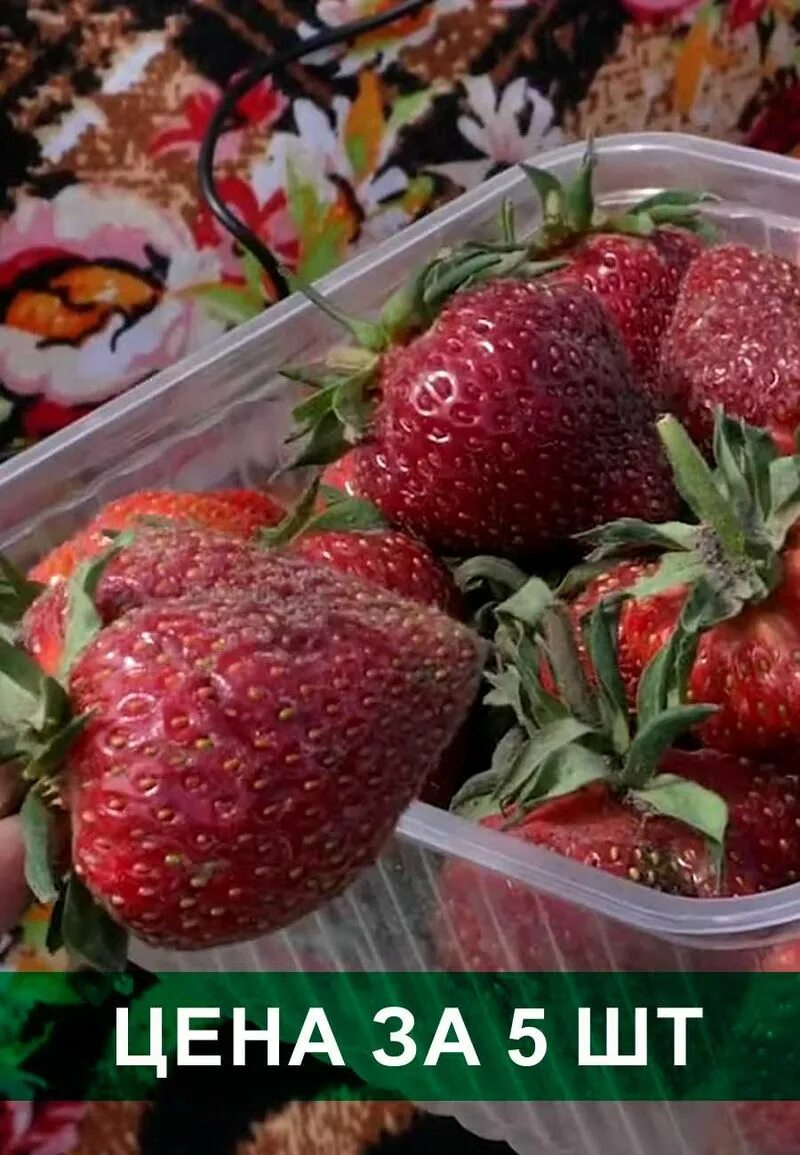 Клубника царица сорта фото отзывы Земляника садовая Царица рассада
