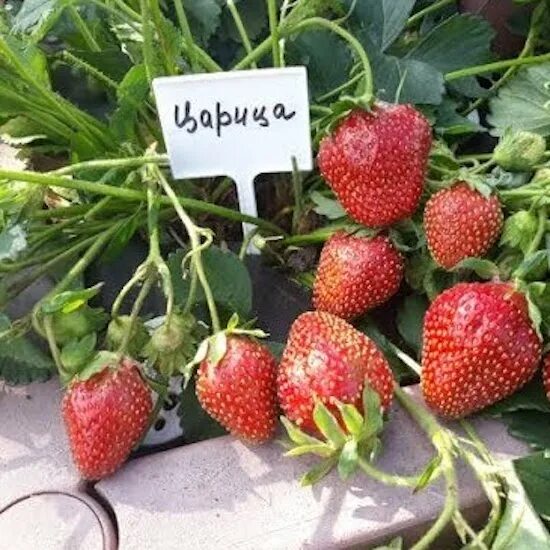 Клубника царица сорта фото отзывы Земляника Царица купить с доставкой в интернет-магазине Цветник Поволжья