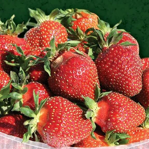 Клубника царица сорта фото отзывы Земляника Царица - Каталог - Sadko-Plant.ru
