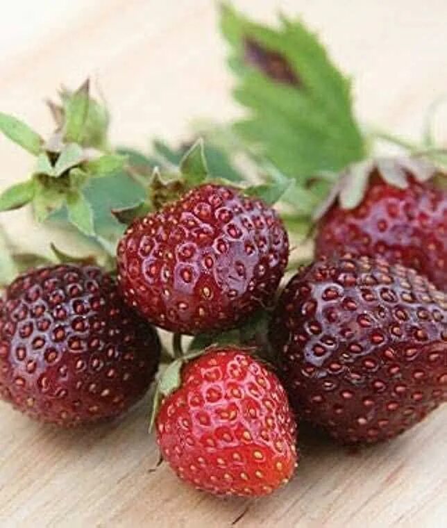 Клубника темные сорта фото Amazon.com: Purple Strawberry Seeds