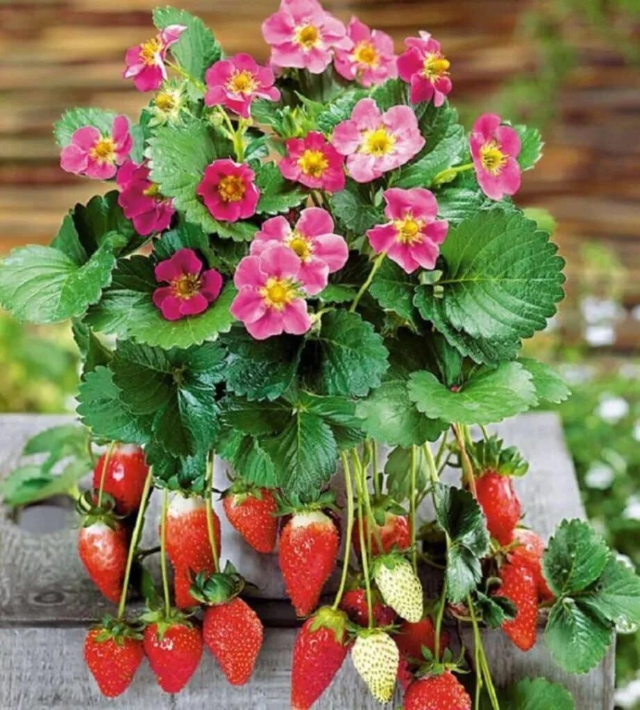 Клубника тоскана описание фото отзывы Tristan Strawberry Variety Info And Grow Guide - Strawberry Plants